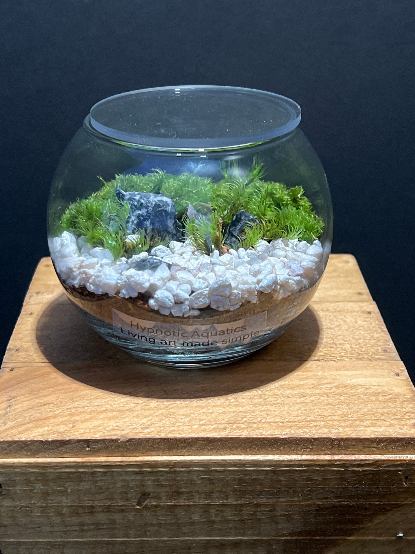 Terrarium #144