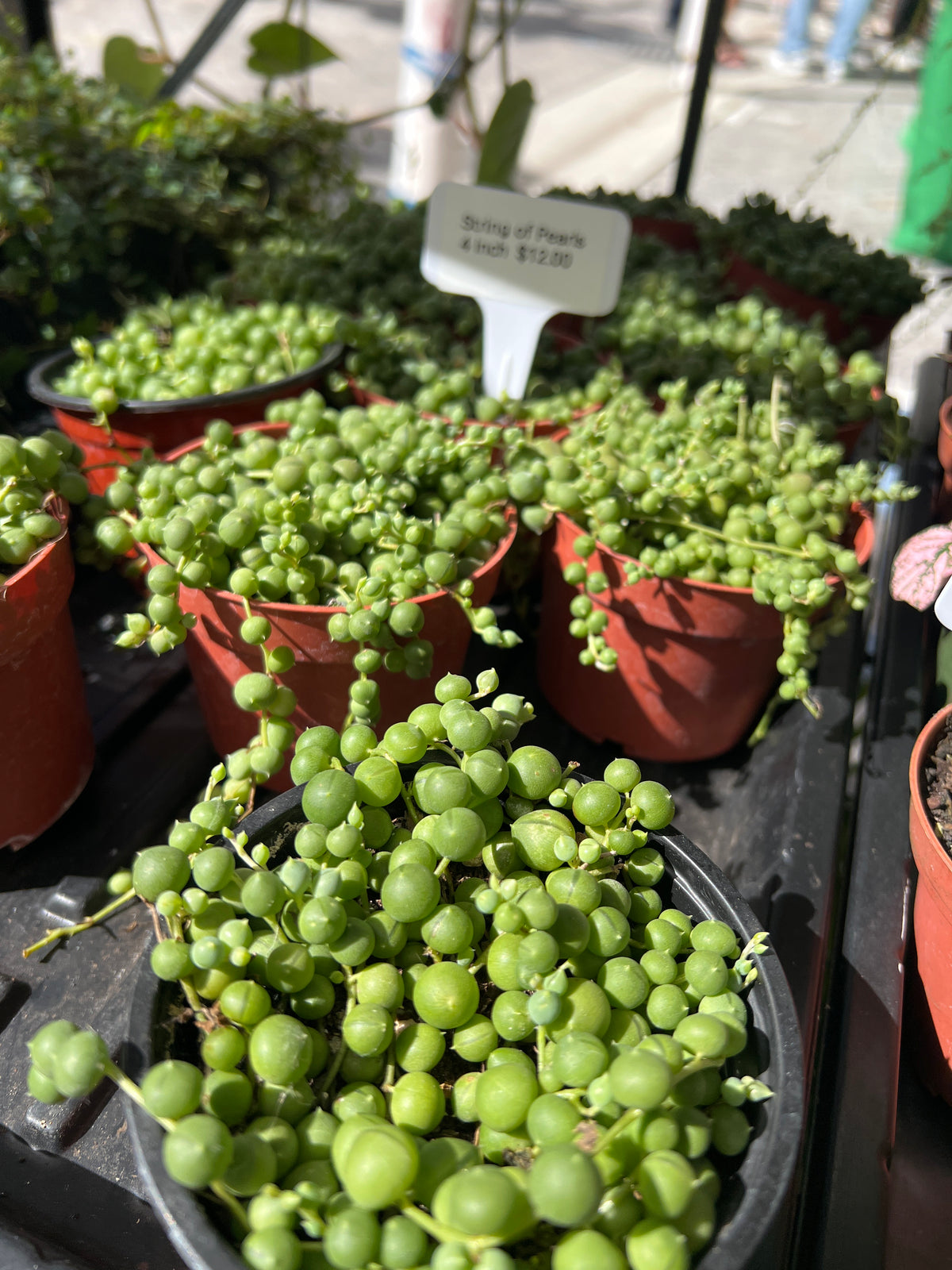 Live Plants: 4” String of Pearls