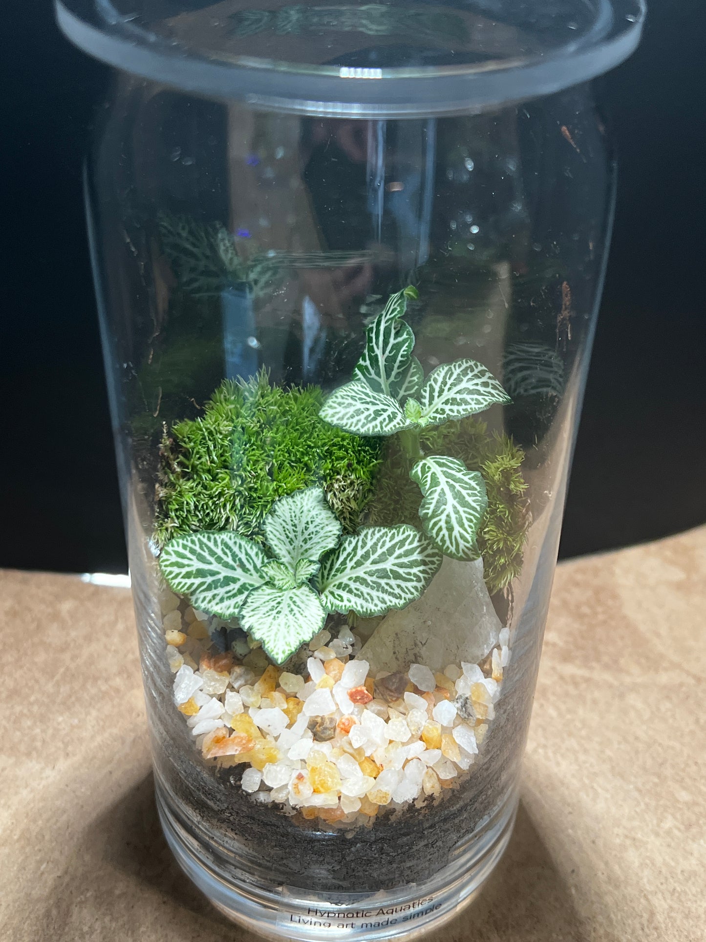 Terrarium 849