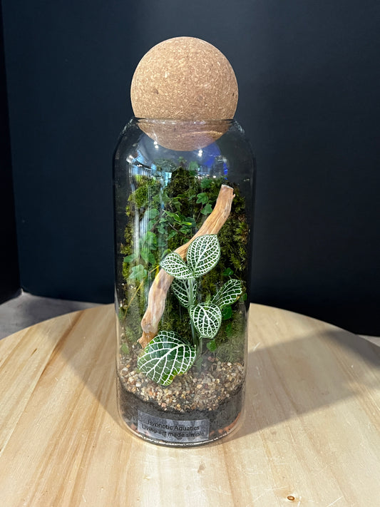 Terrarium 978