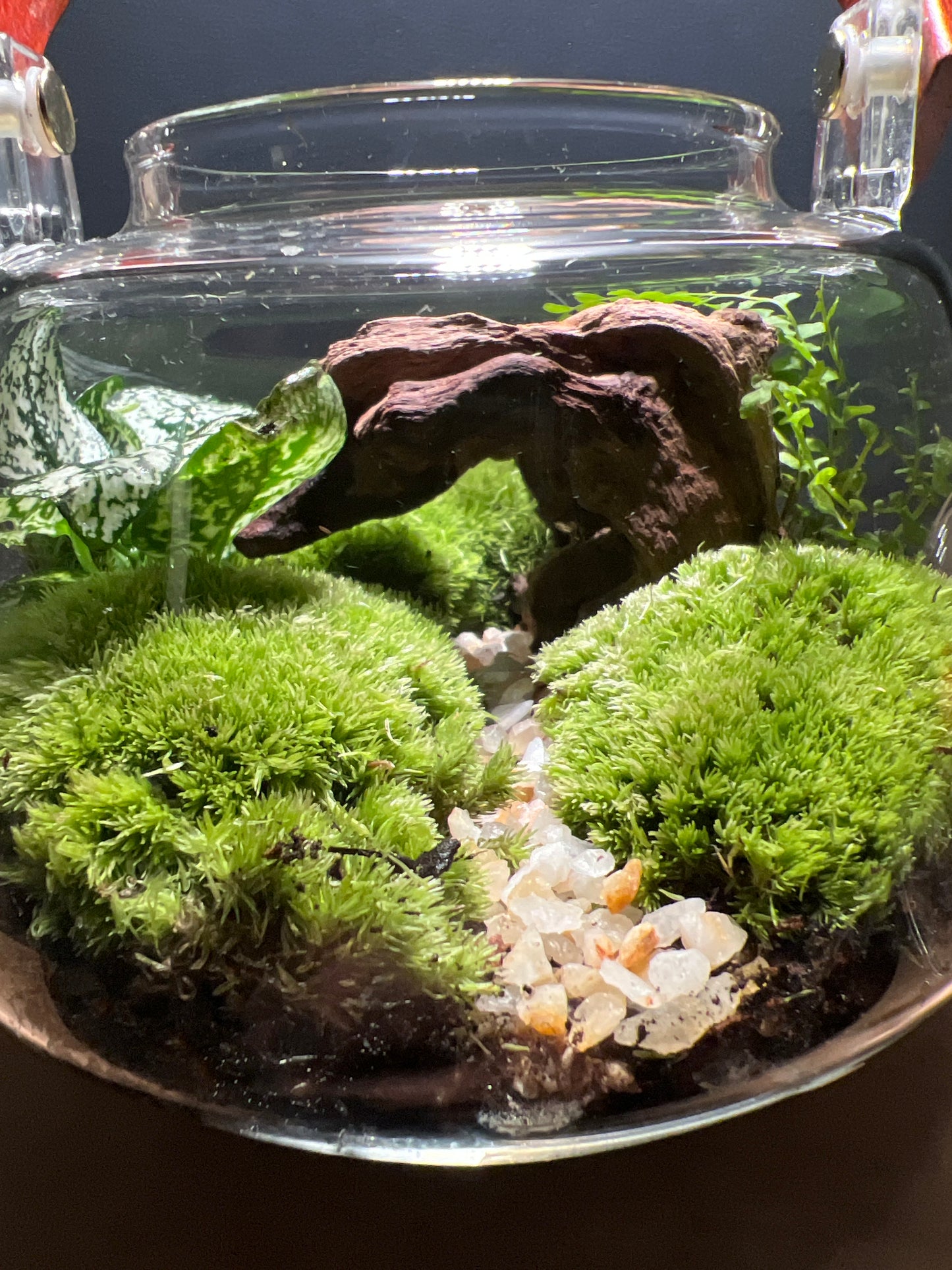 Terrarium 446