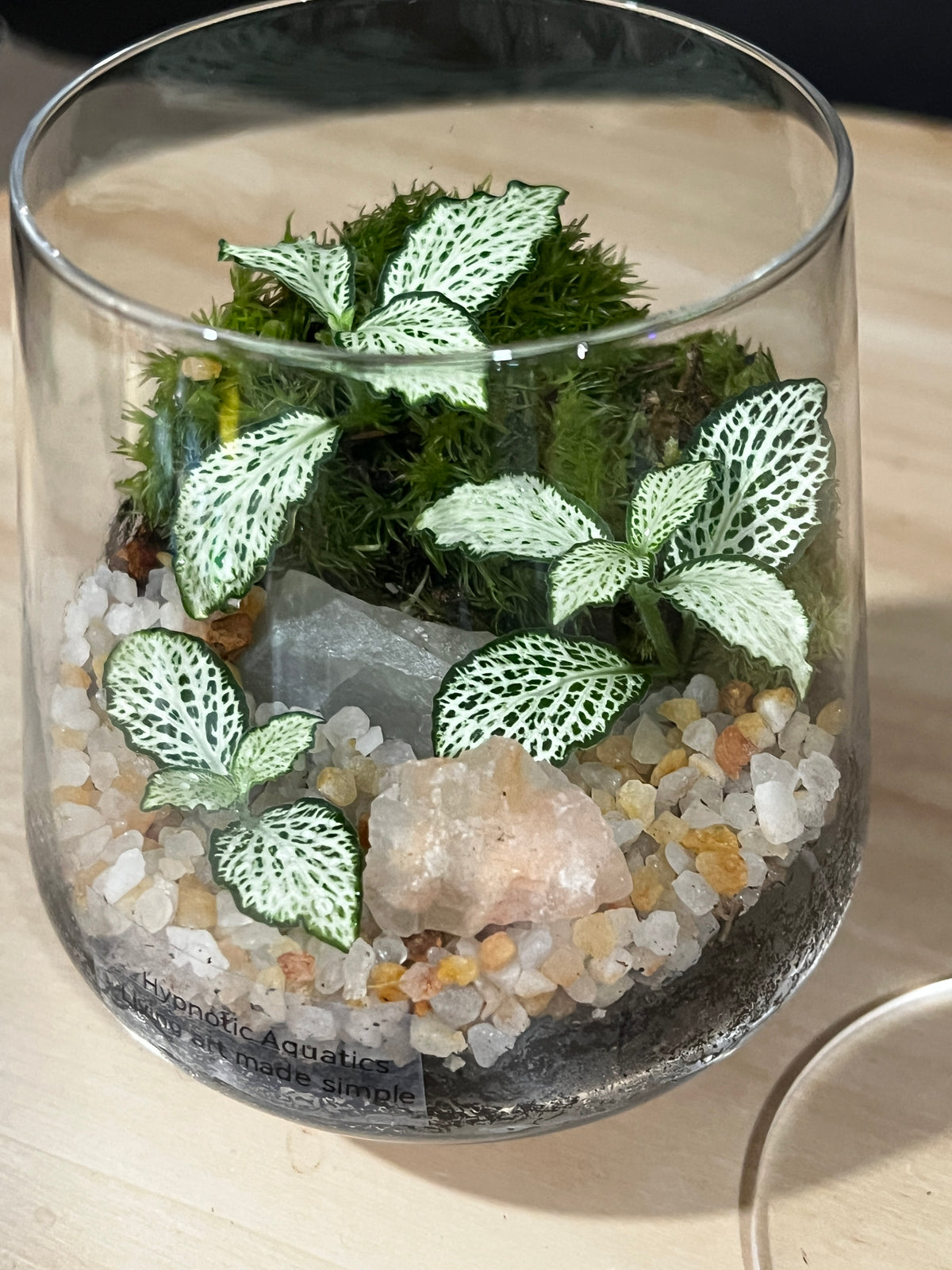 Terrarium 994
