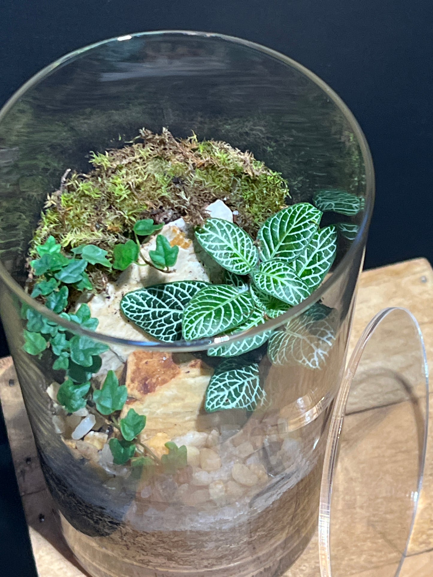 Terrarium #119