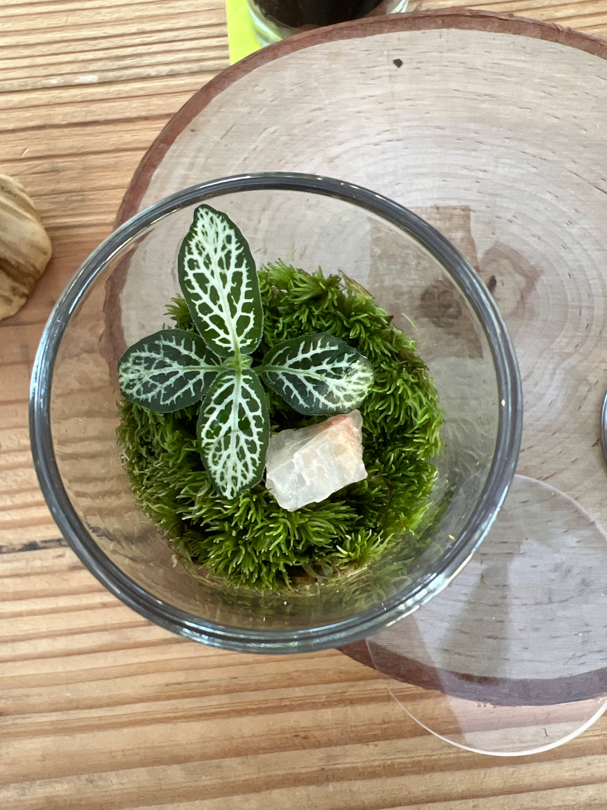 Terrarium 941