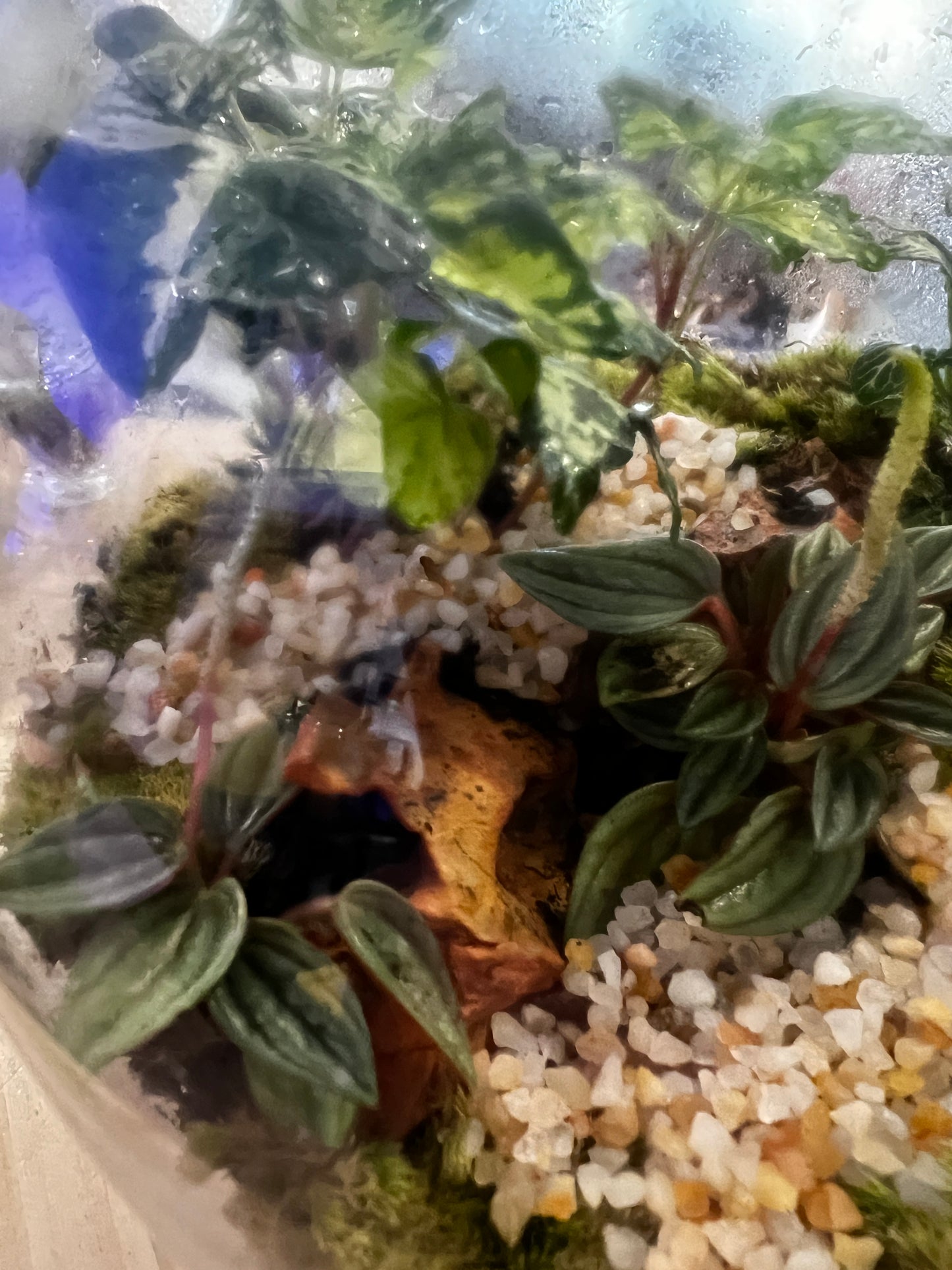 Terrarium 828