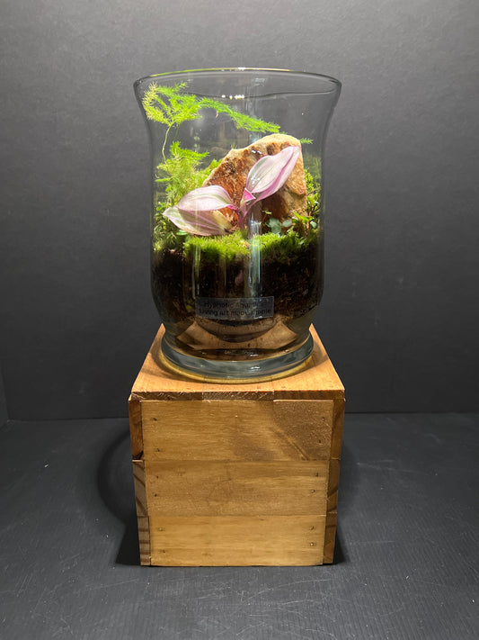 Terrarium #61