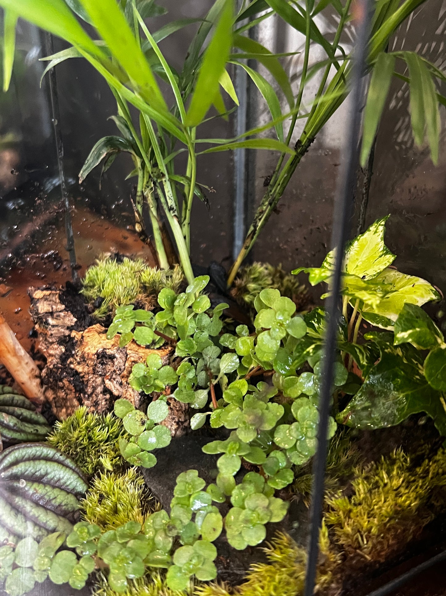 Terrarium 868