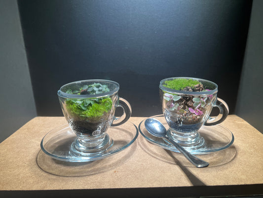 Terrarium 443 (seti)