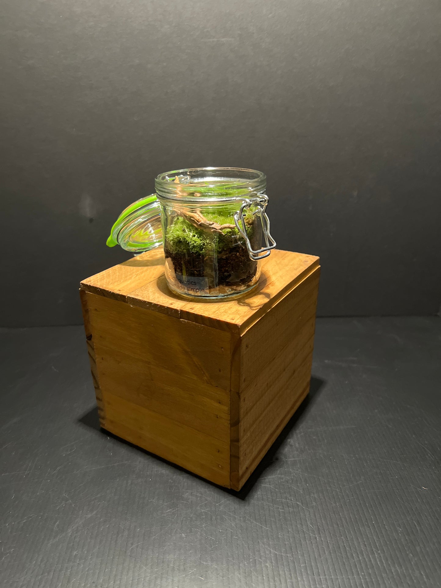 Terrarium #54