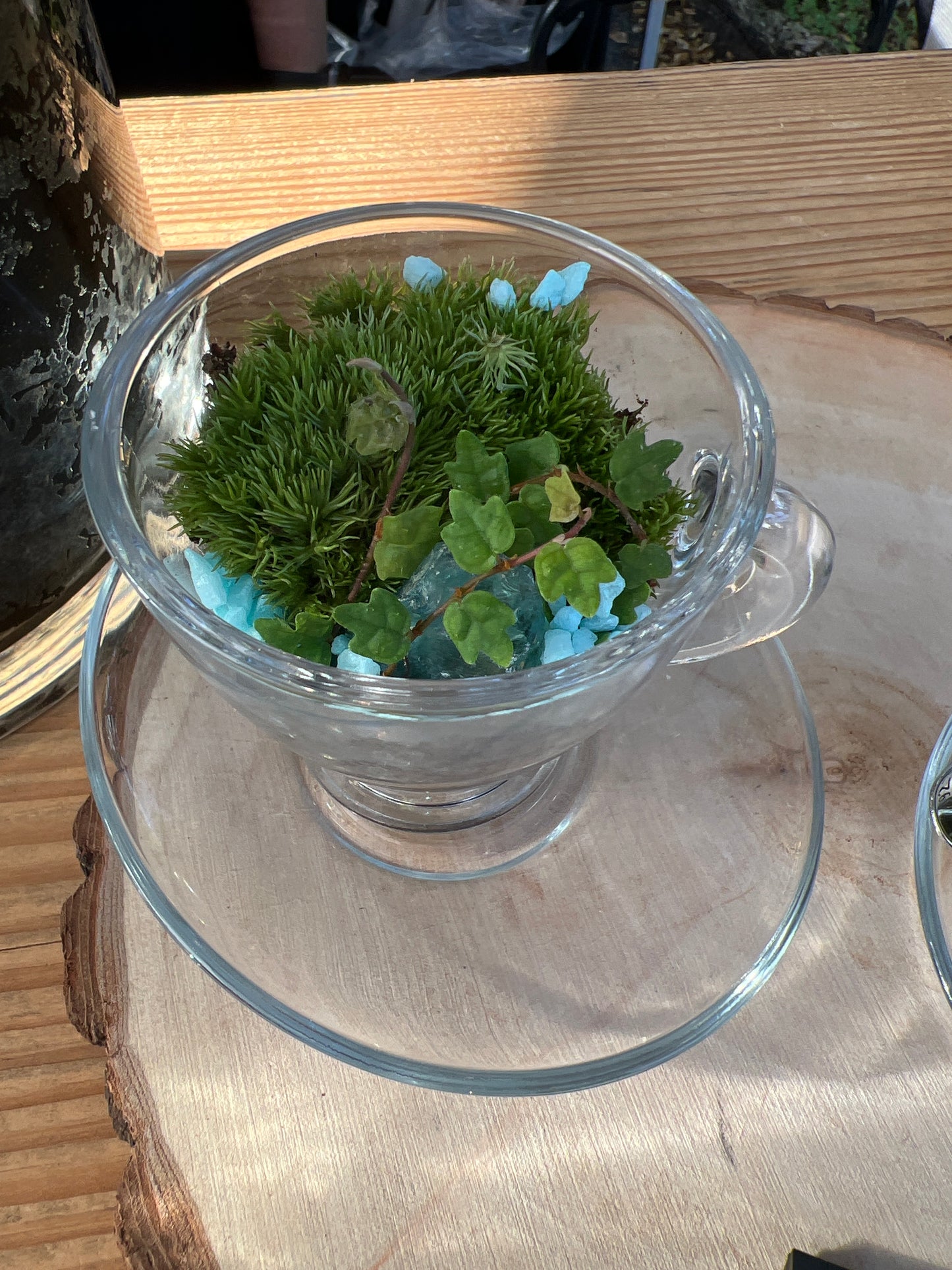 Terrarium 921 (seti)