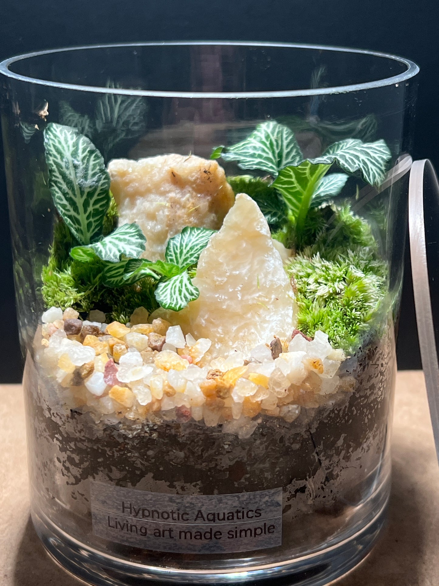 Terrarium 503