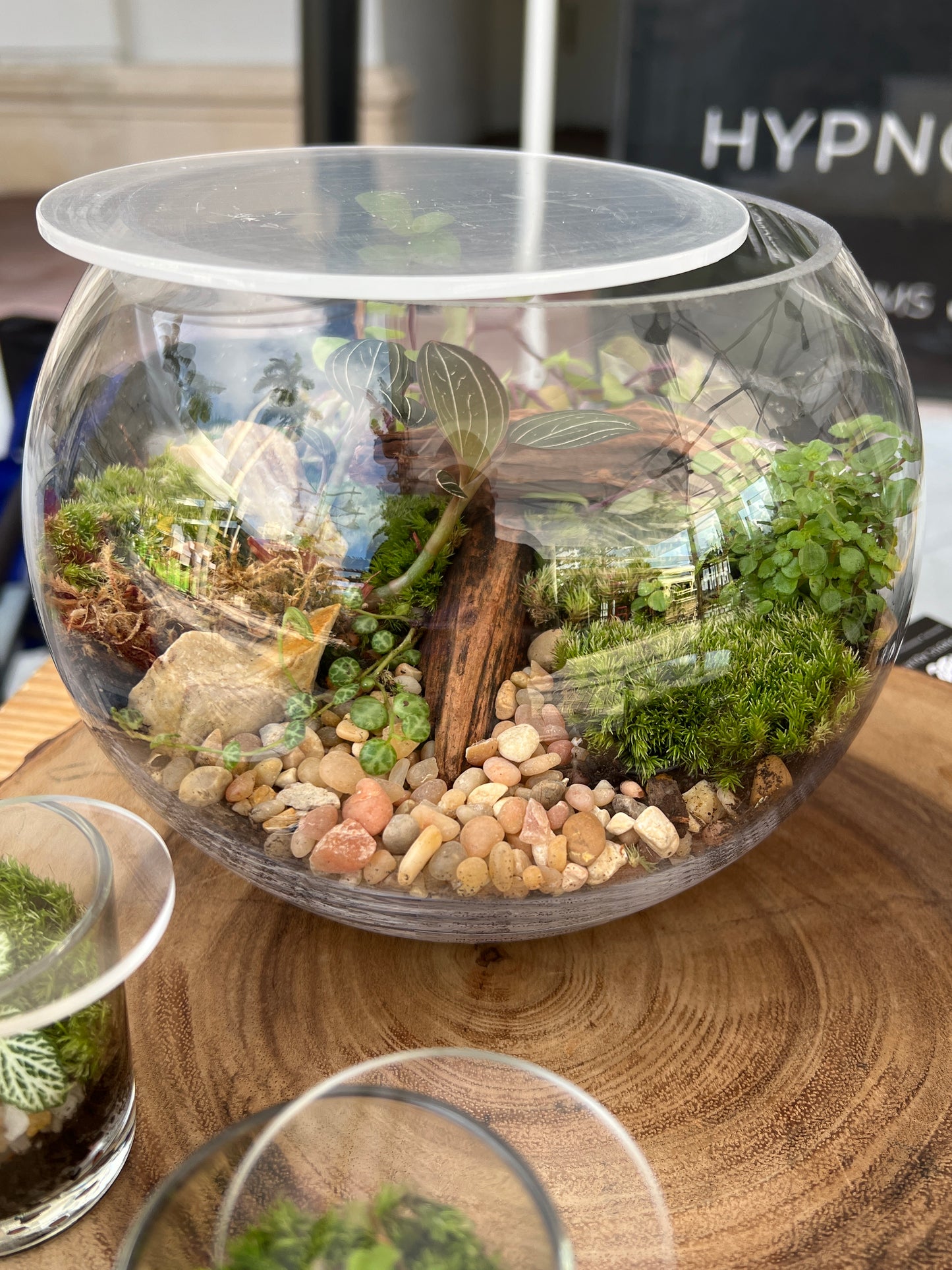 Terrarium 887