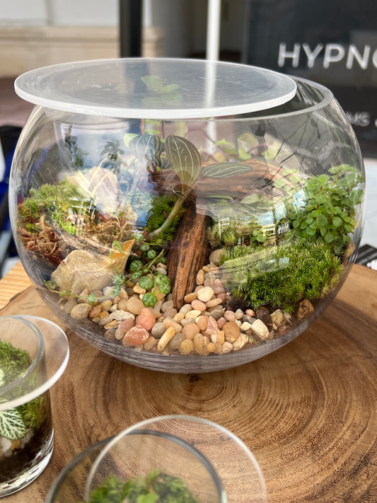 Terrarium 887