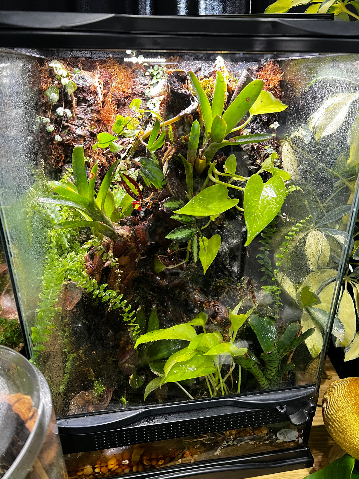 Paludarium 12x12x18