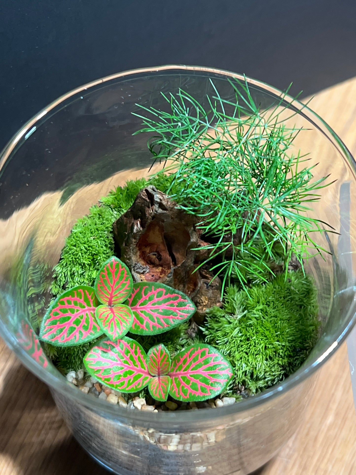 Terrarium 519