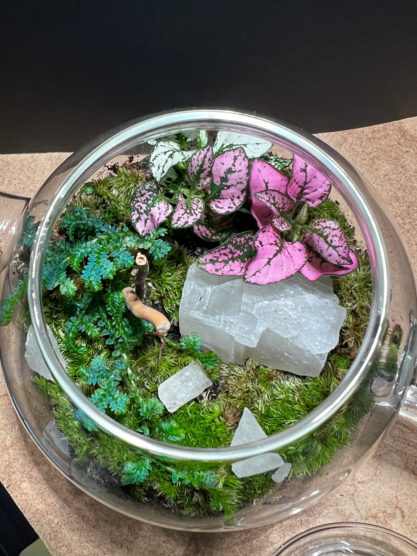 Terrarium 824