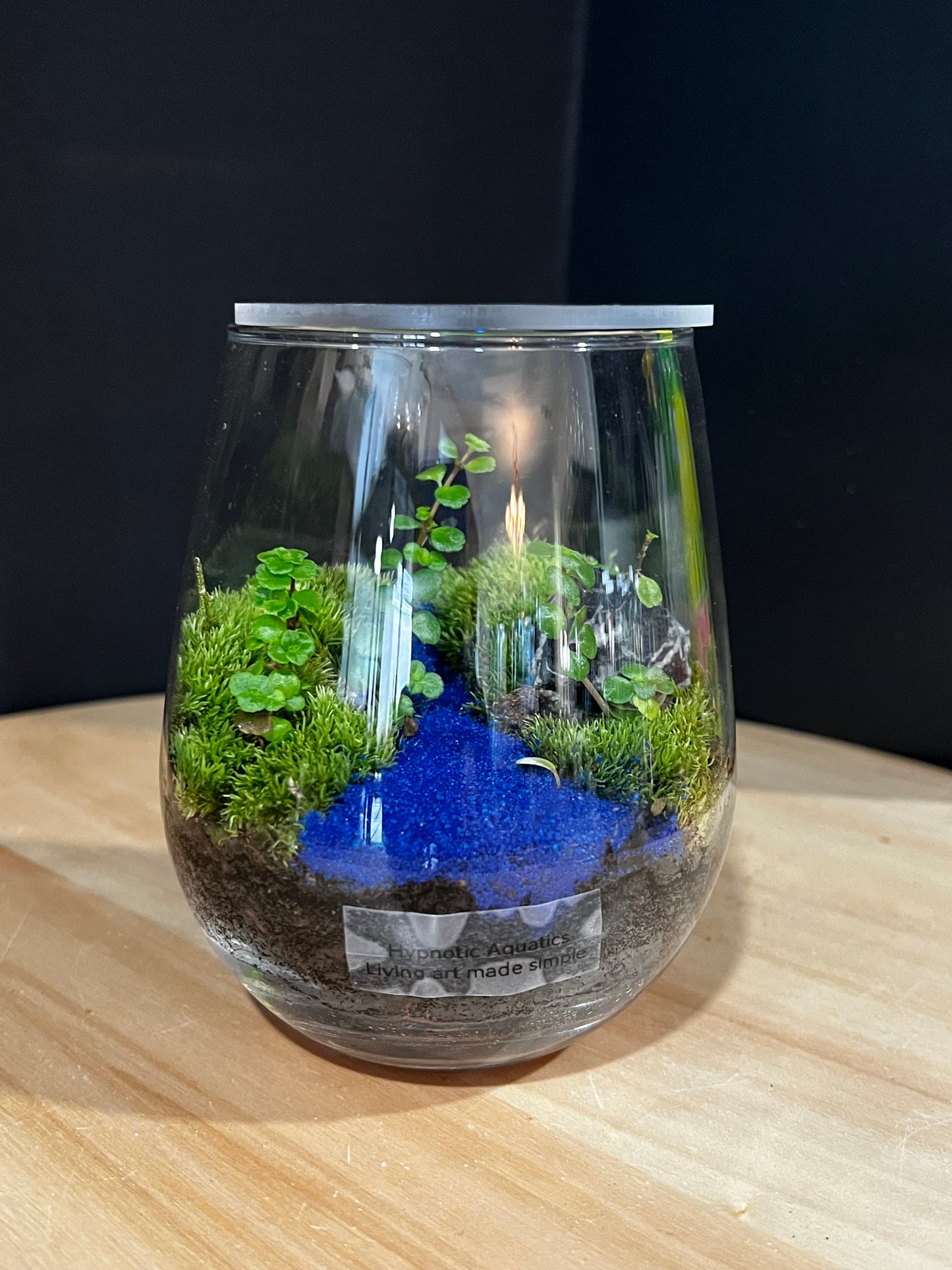 Terrarium 904