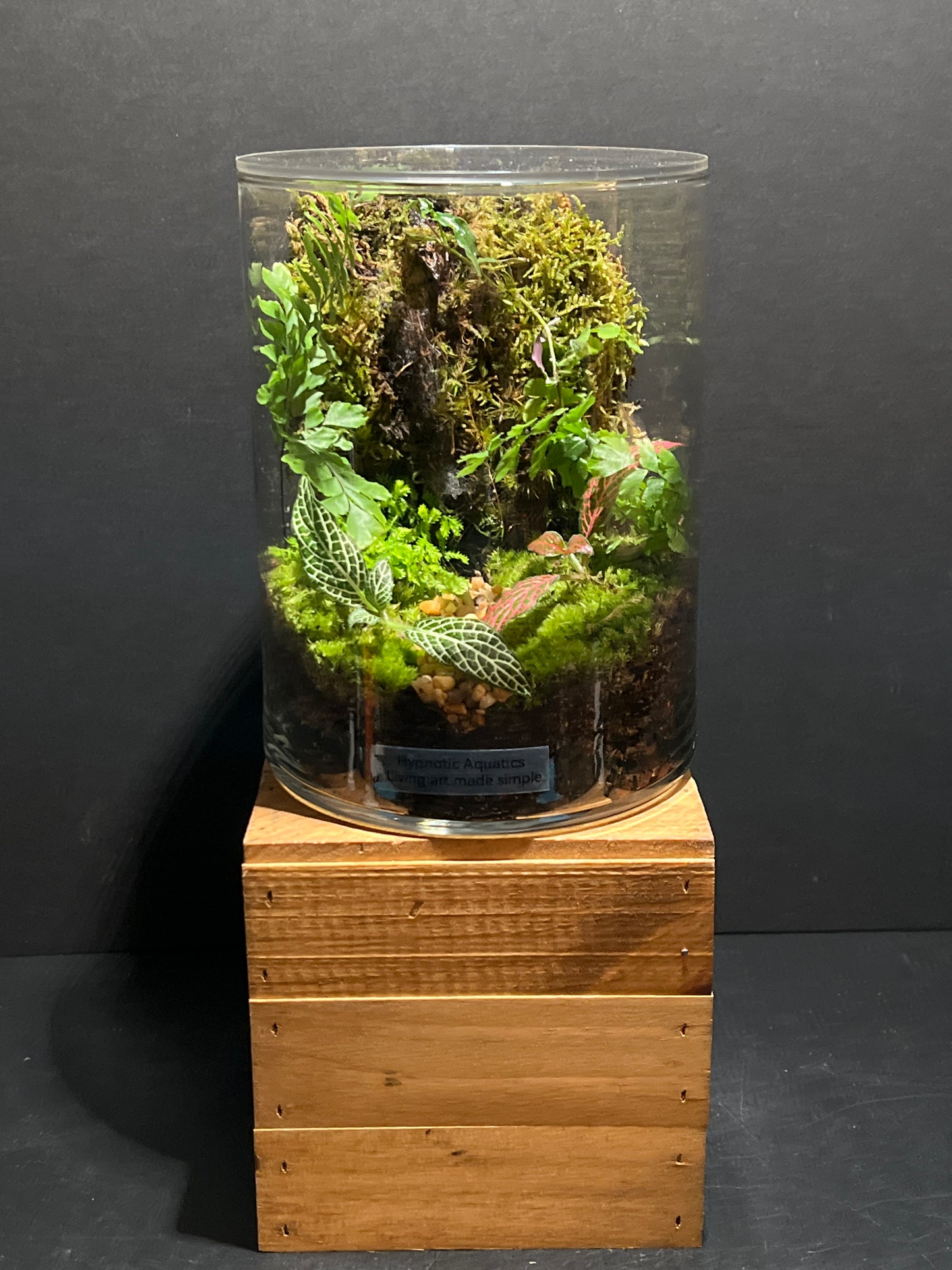 Terrarium 182