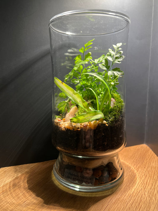 Terrarium 533