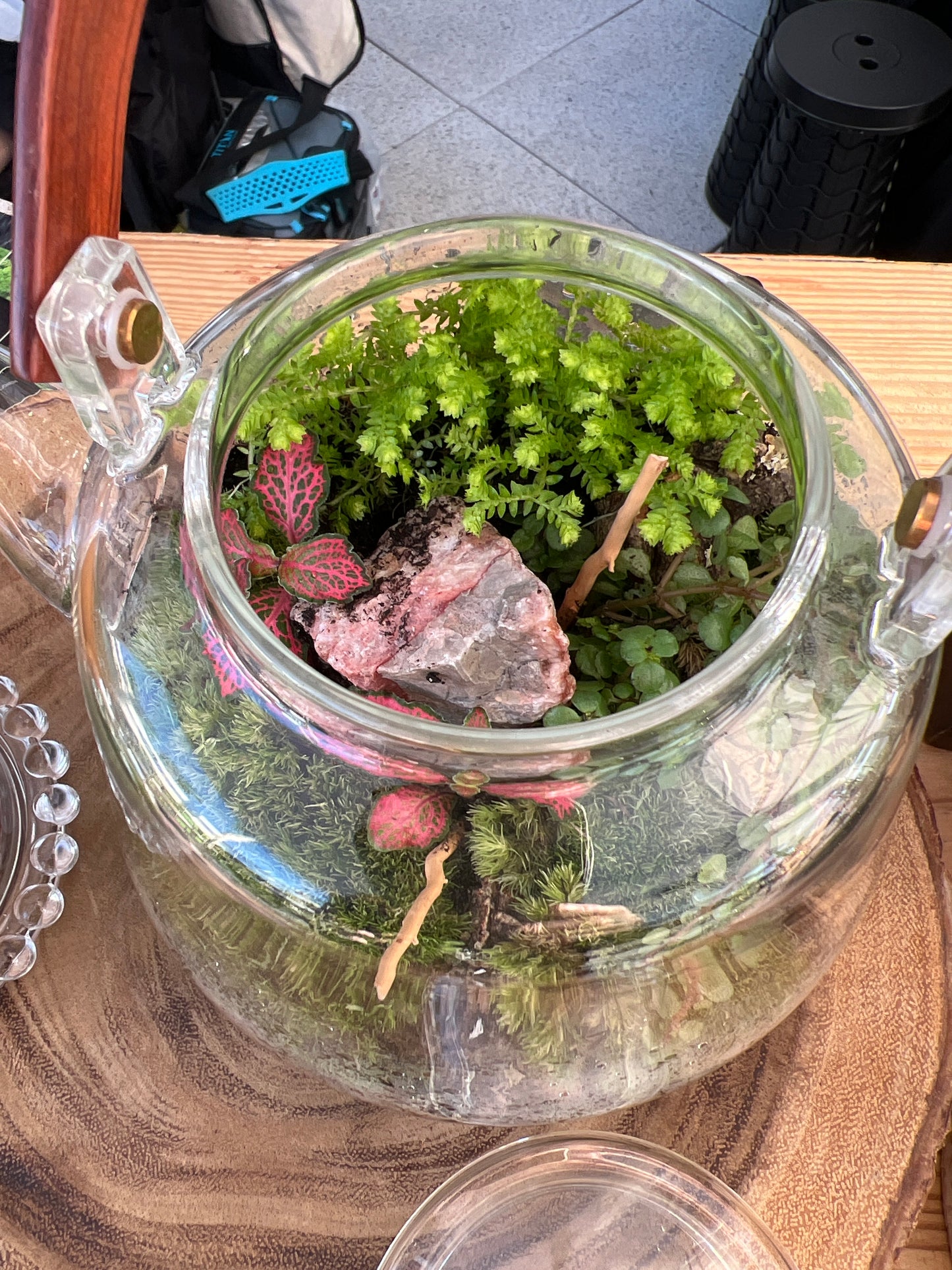 Terrarium 856