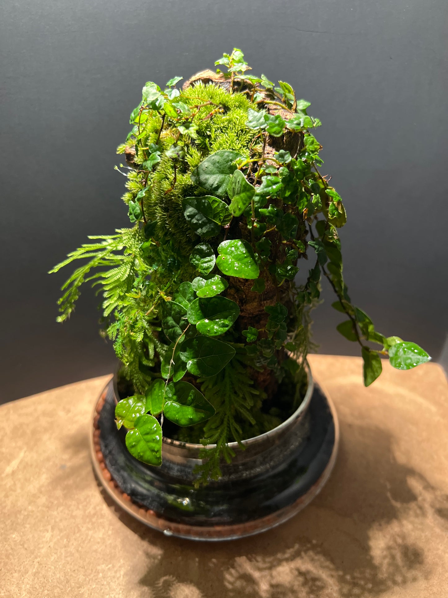 Terrarium 500