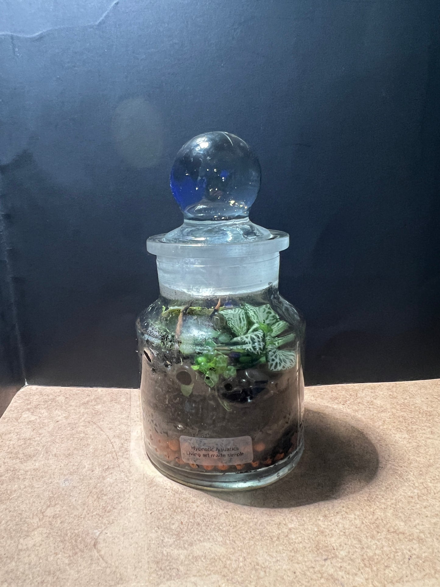 Terrarium 827