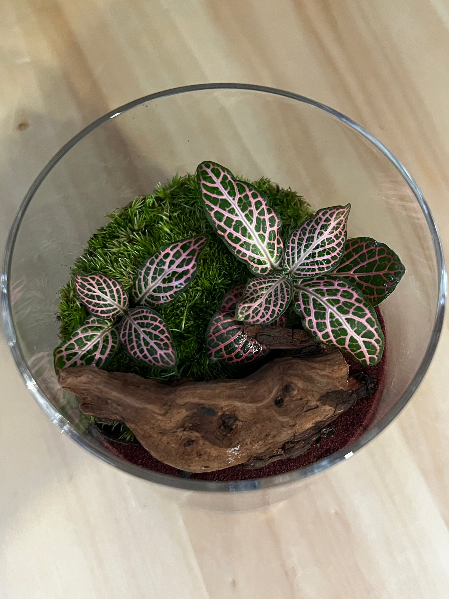 Terrarium 879