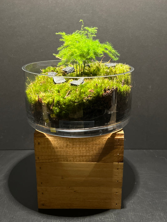 Terrarium #161