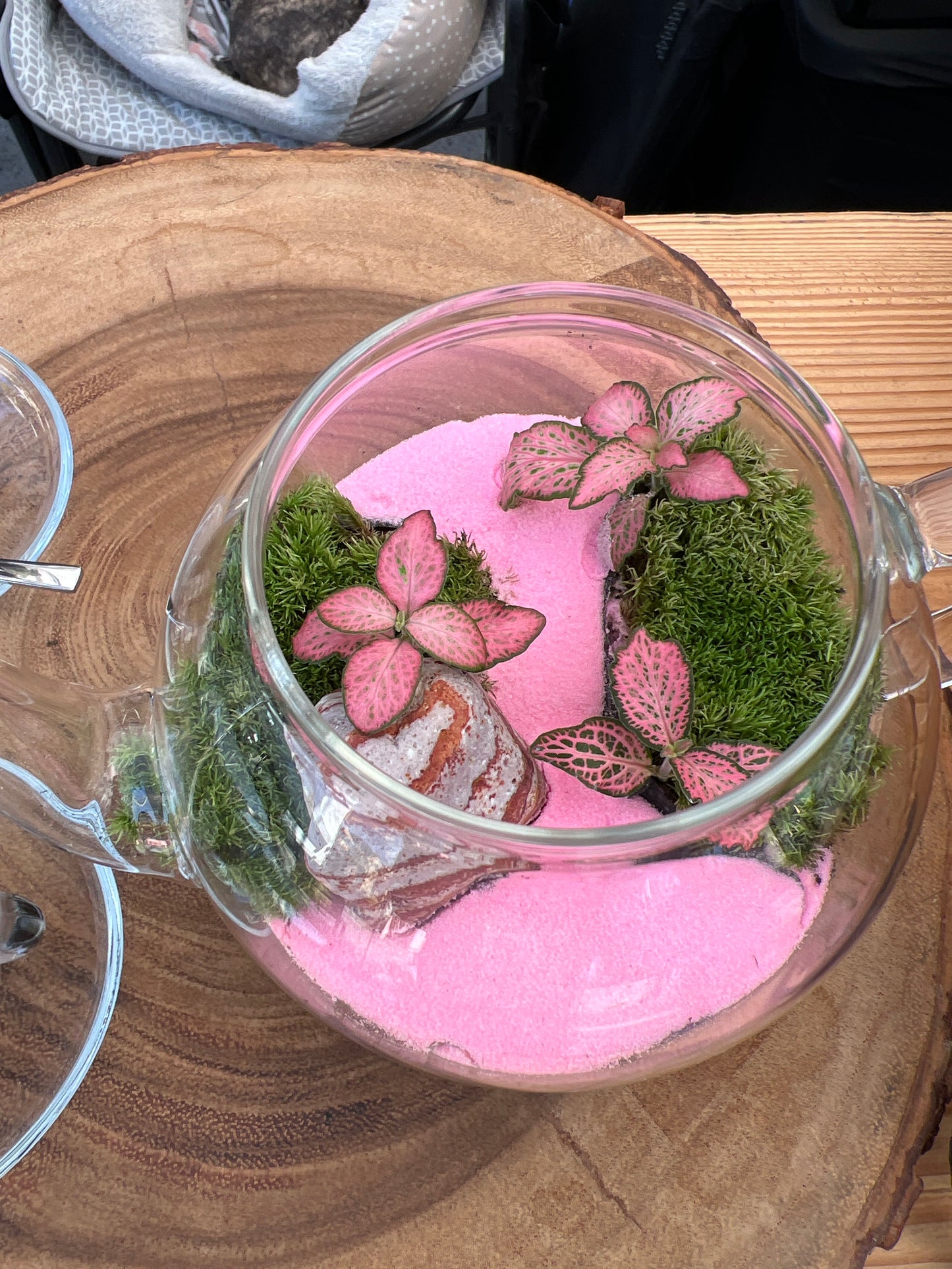 Terrarium 816
