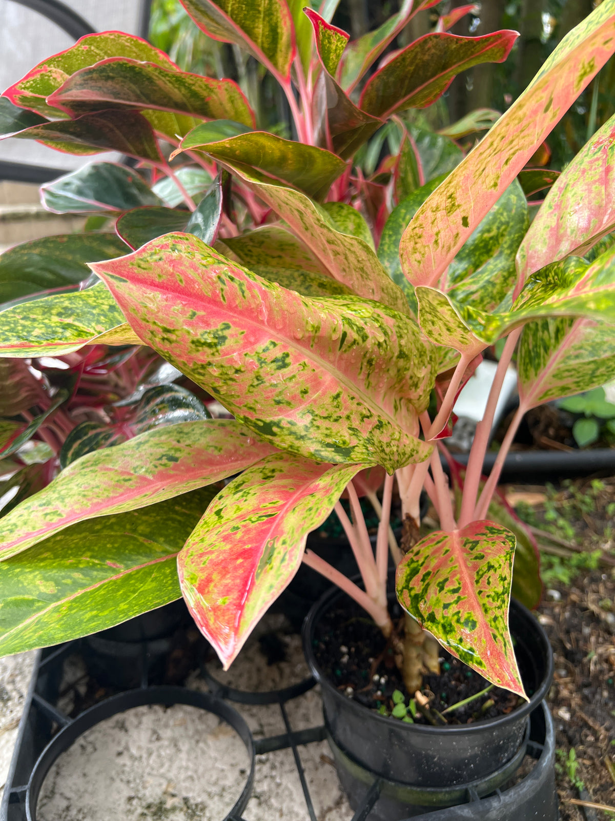 Live Plants: Aglaonema Sp Variety