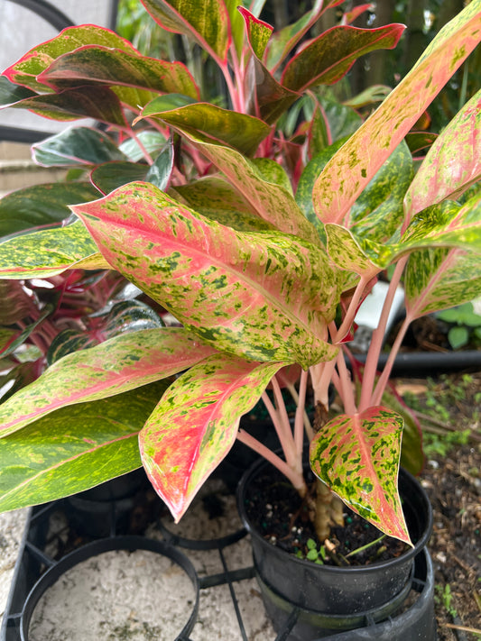 Live Plants: Aglaonema Sp Variety