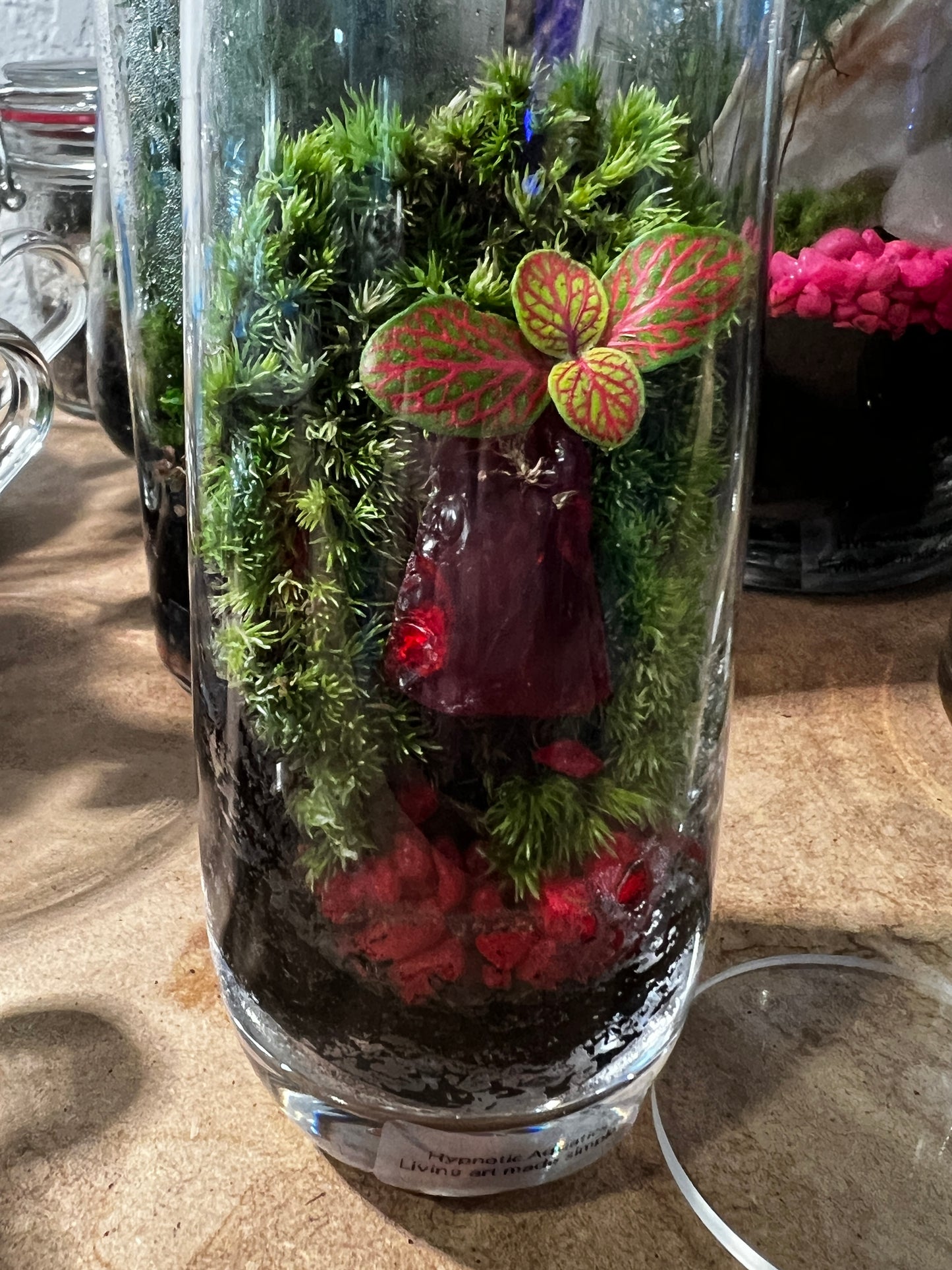 Terrarium 833
