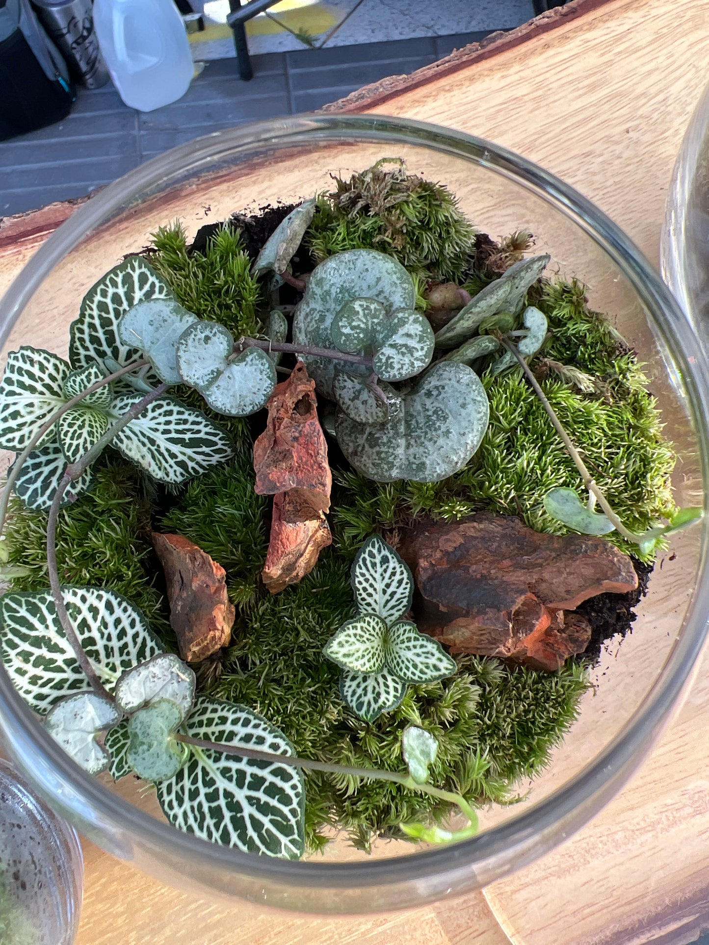 Terrarium 820