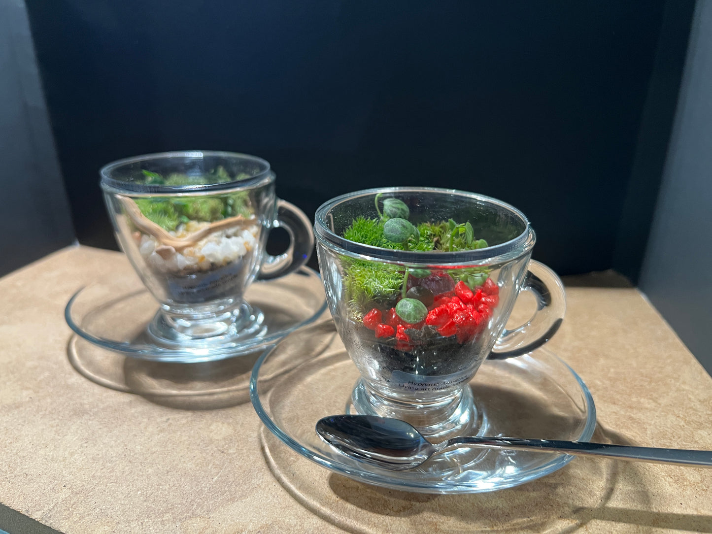 Terrarium 839 (seti)