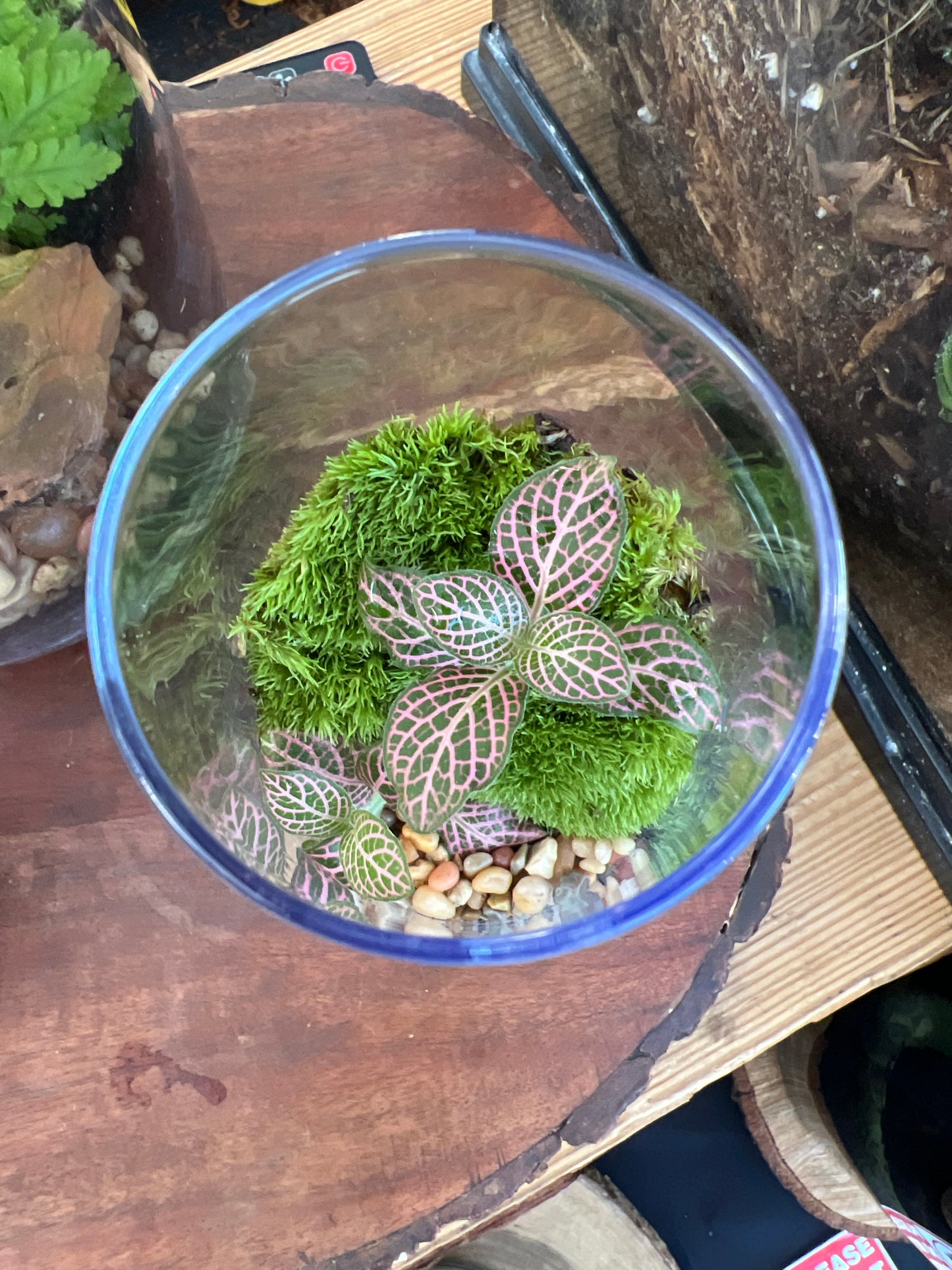Terrarium 926