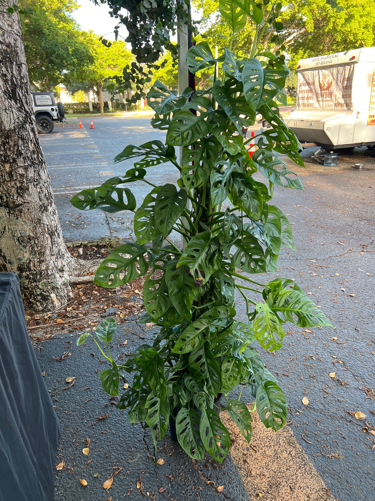 Live Plants: Monstera Swiss Cheese Totem