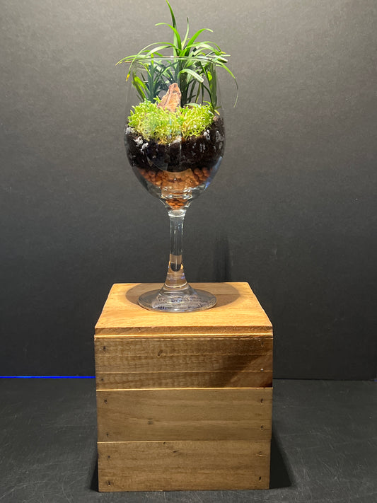 Terrarium #30