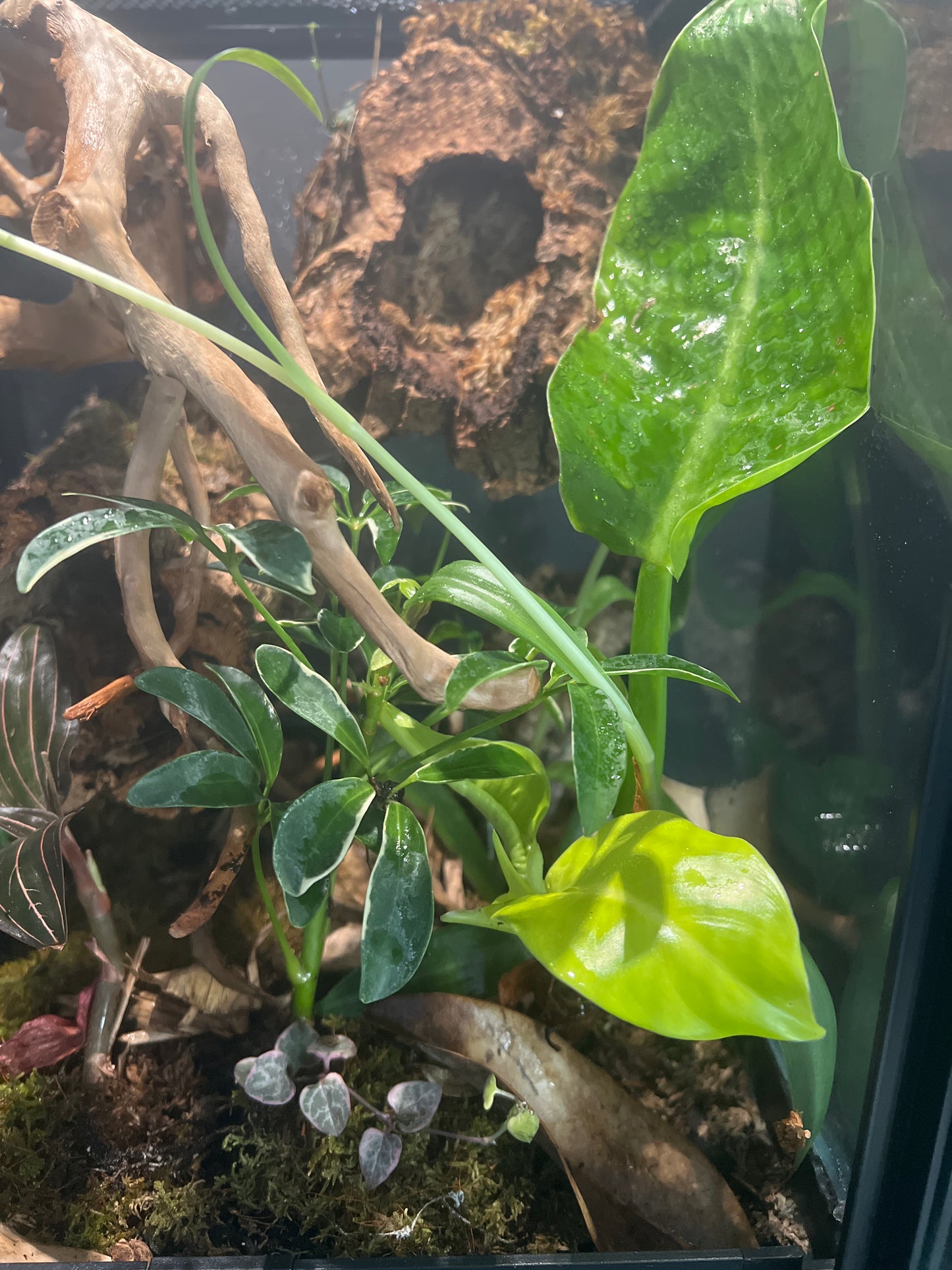 Terrarium 295 Habitat