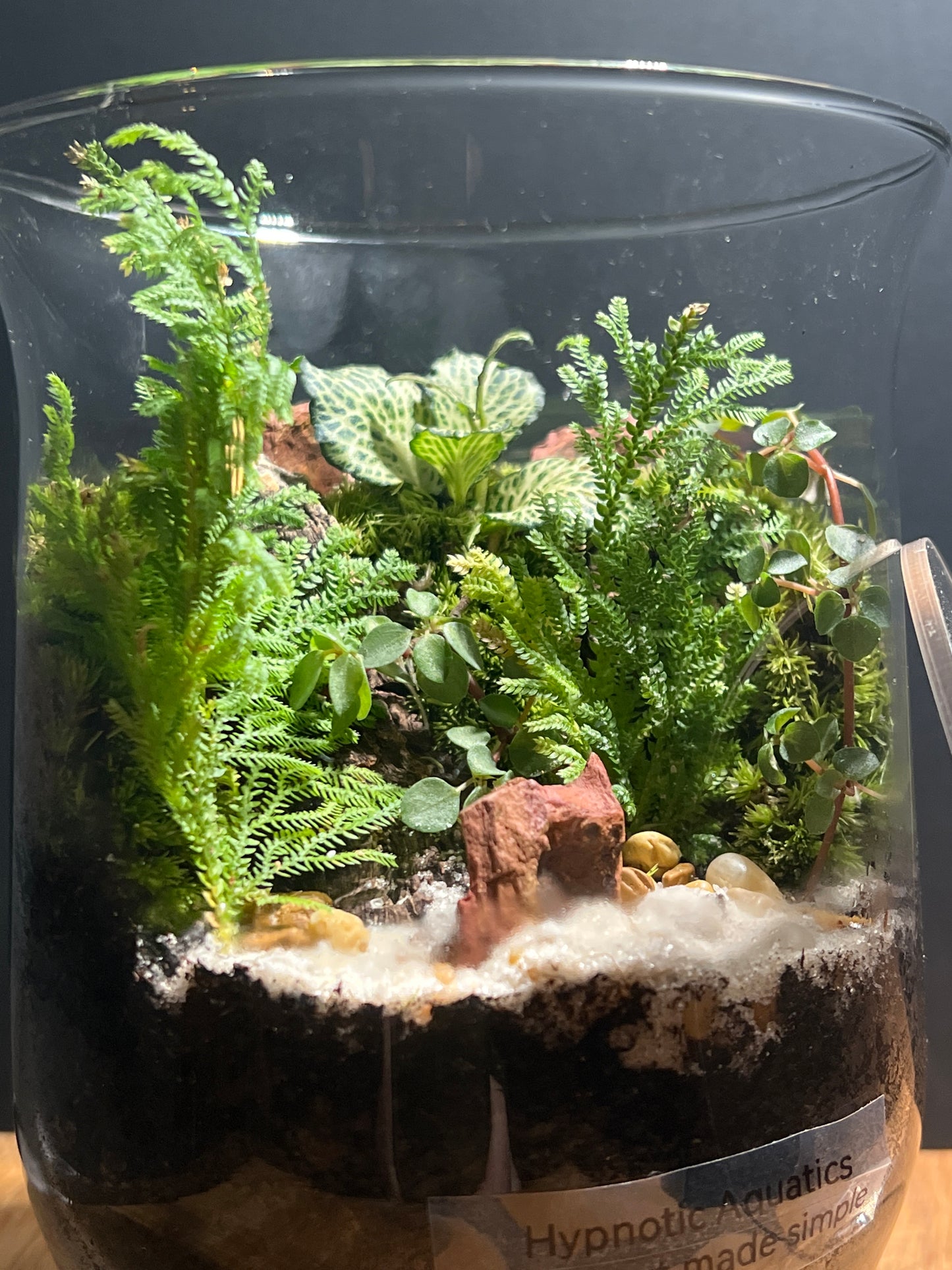 Terrarium 514