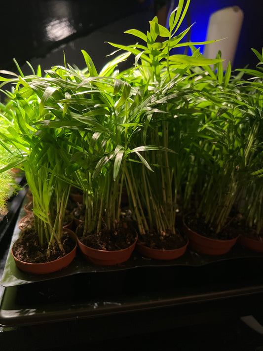 Terrarium Plants: Parlor Palm 2”