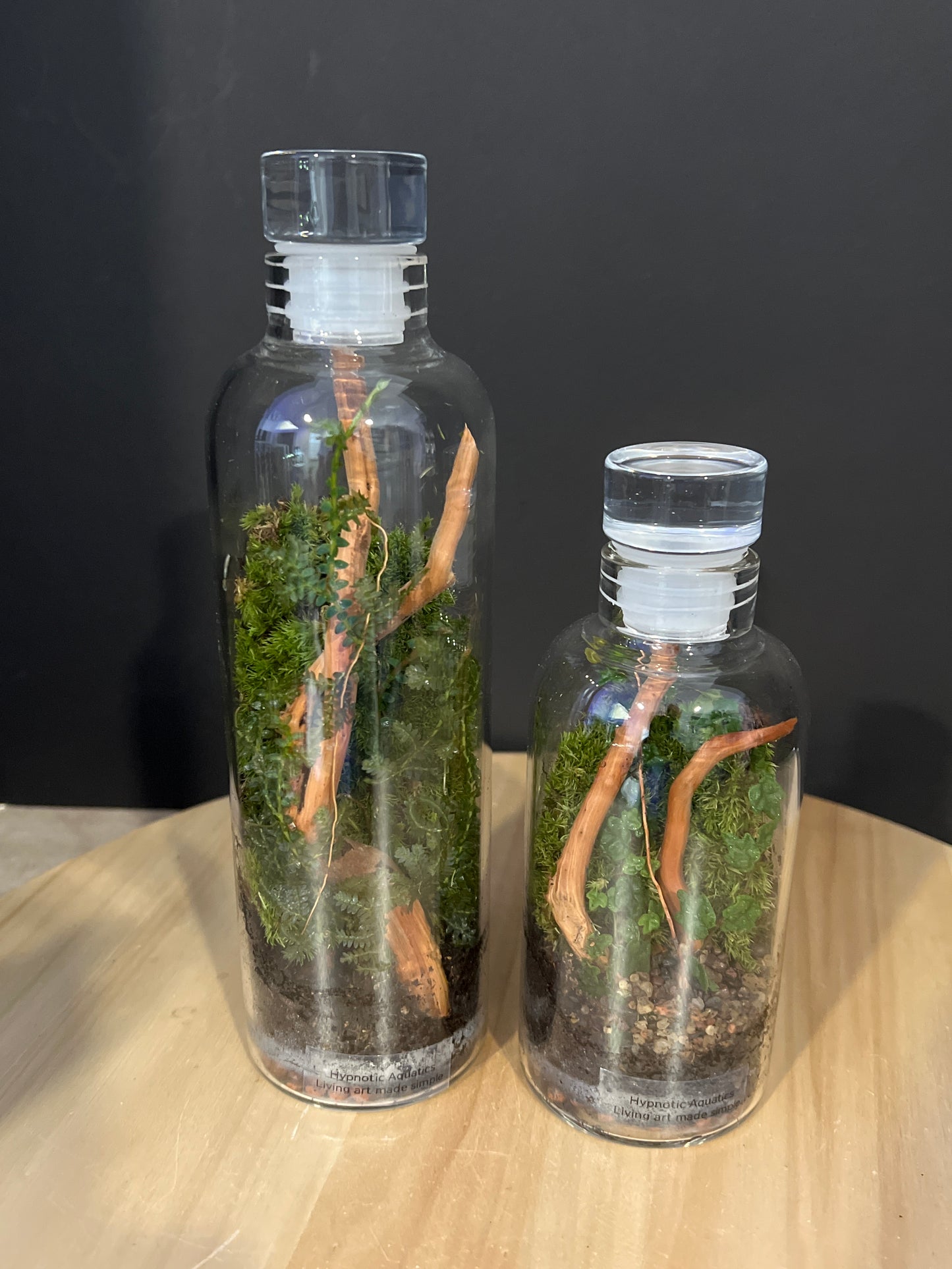 Terrarium 754