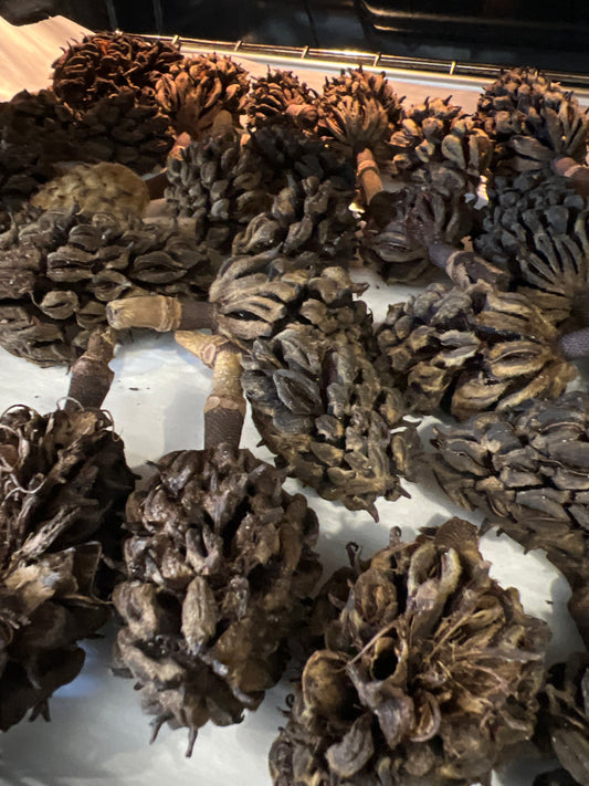 Magnolia Seed Pods