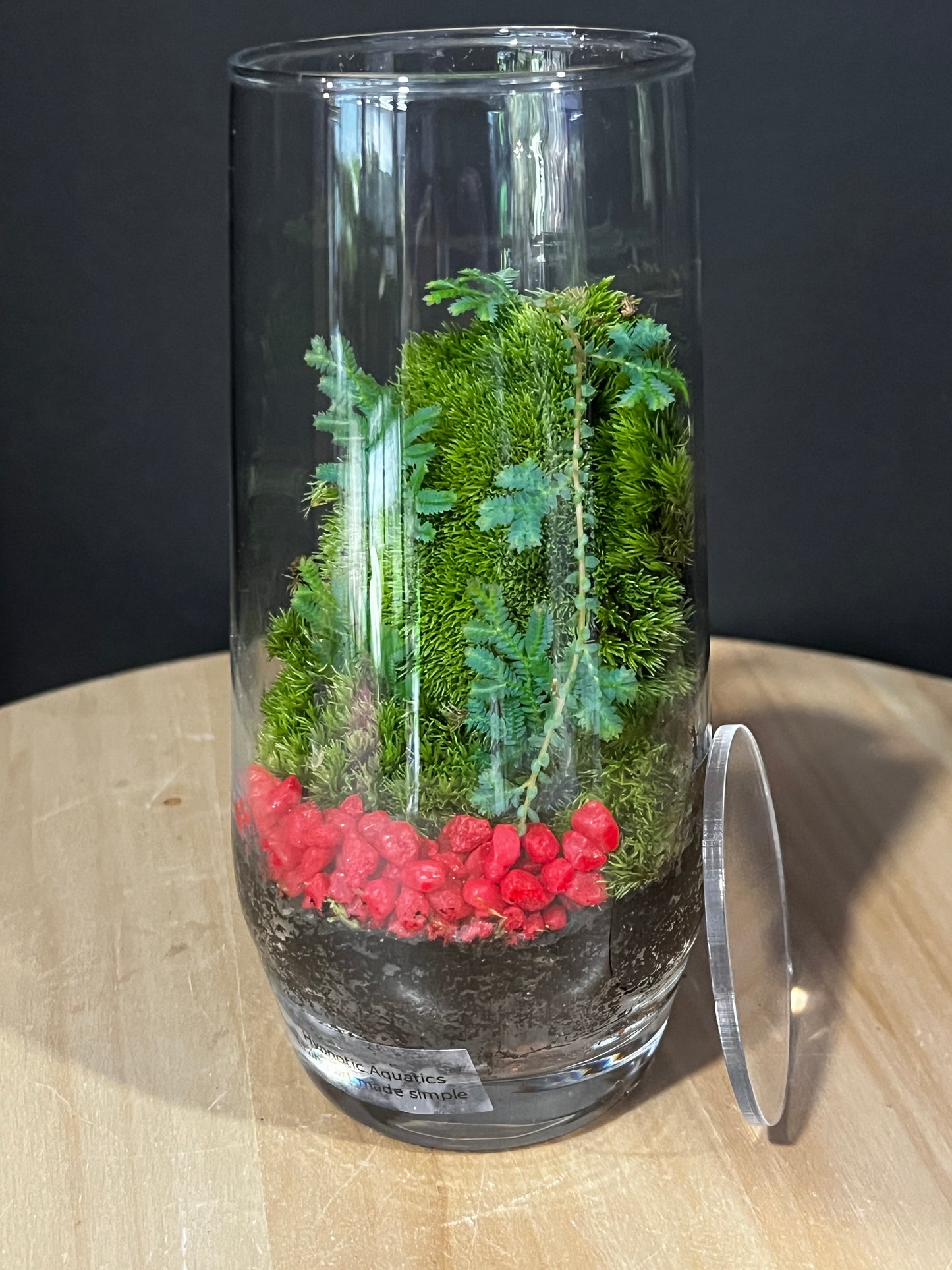Terrarium 916