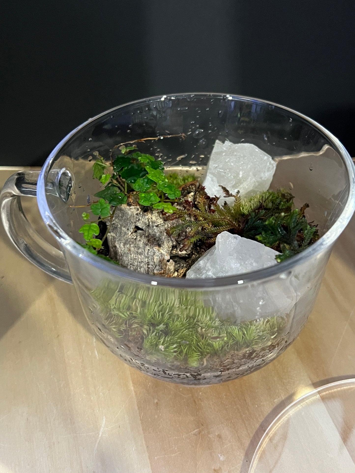 Terrarium 819