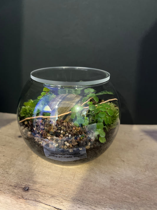 Terrarium 470