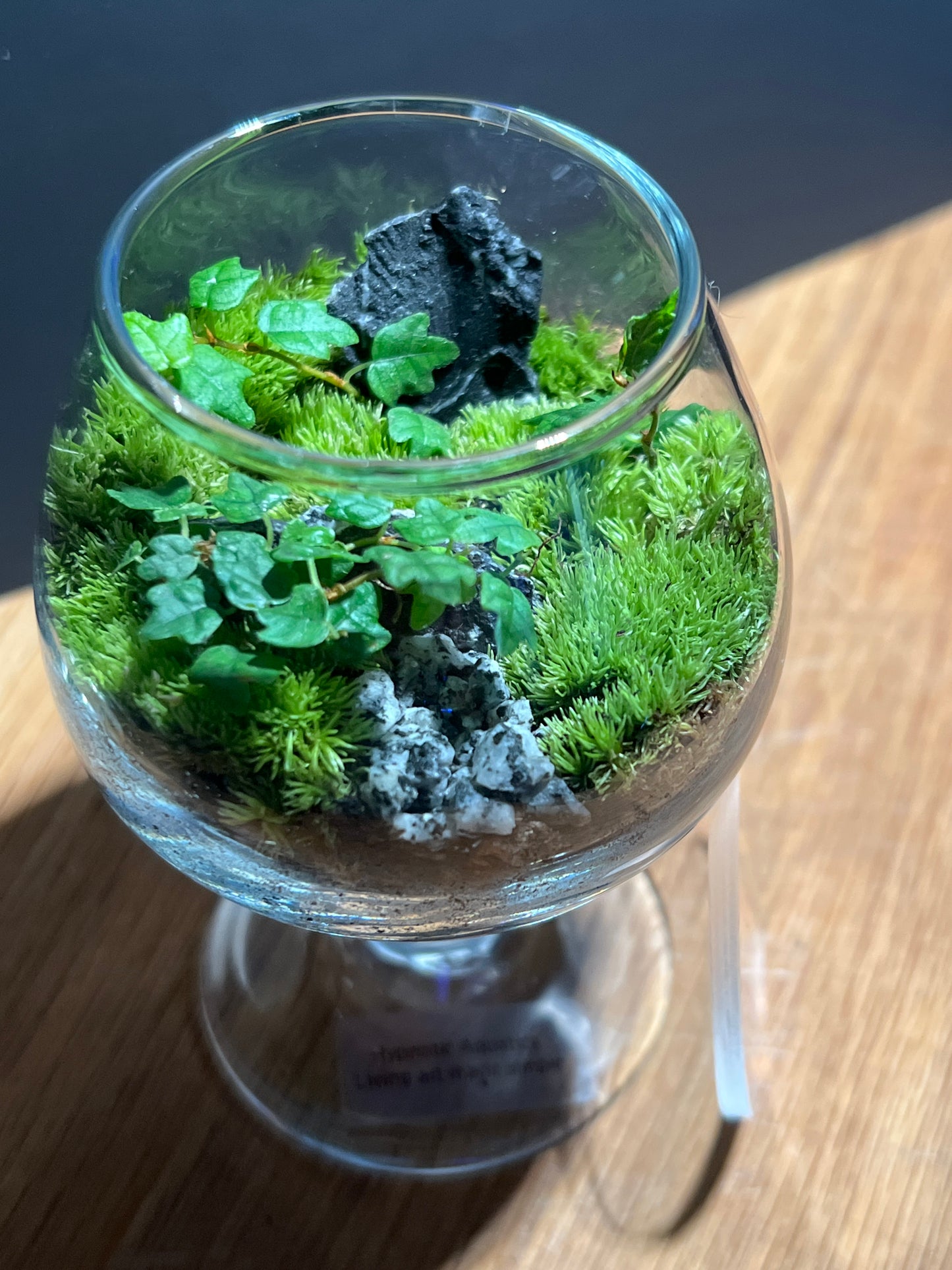 Terrarium 523