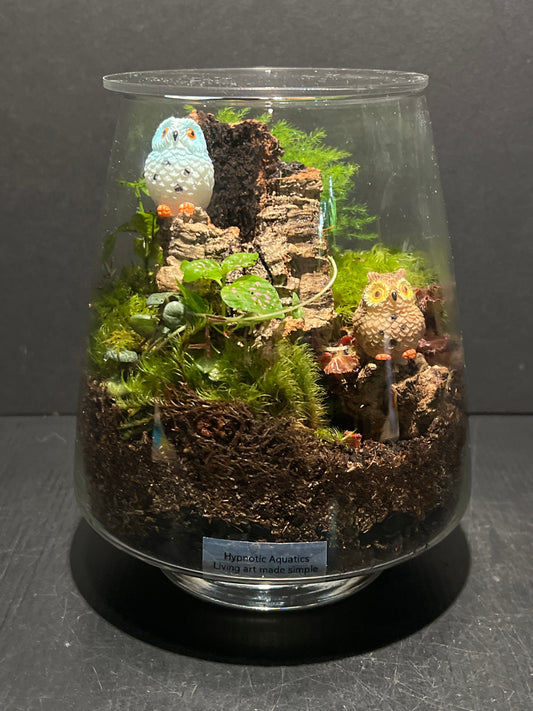 Terrarium 267