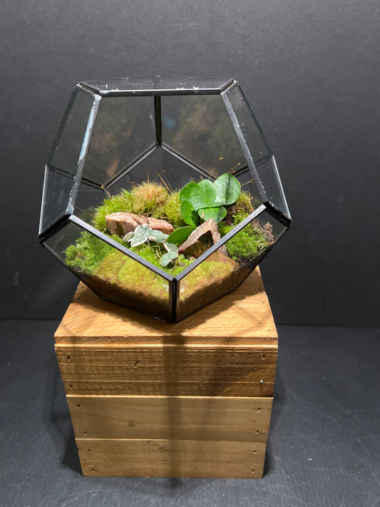 Terrarium #98