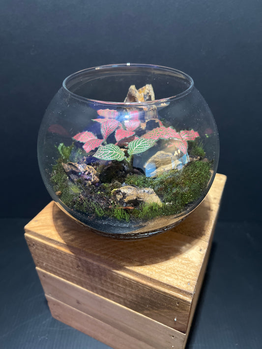 Terrarium #6