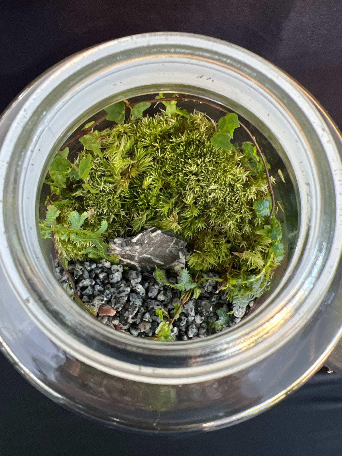 Terrarium 938